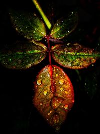 Close-up of wet leaves floating on water