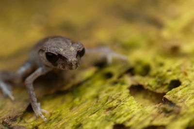 Close-up of frog on wood