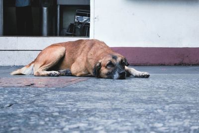 Close-up of dog lying on sidewalk