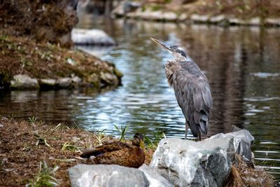 High angle view of gray heron perching on rock by lake