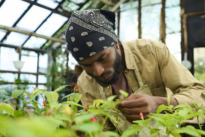 Farmer wearing bandana and examining chili pepper plant in greenhouse