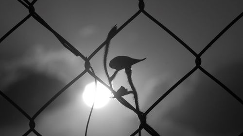 Silhouette of bird on fence against sky