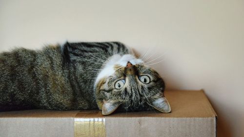 Portrait of tabby cat in box