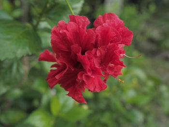 Close-up of red rose flower