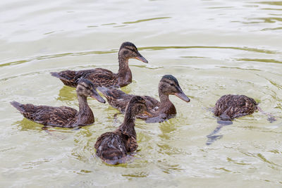 High angle view of duck swimming in lake