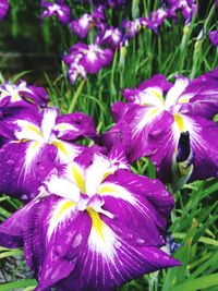 Close-up of purple flowers blooming outdoors