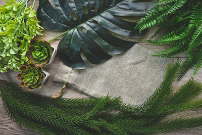 High angle view of succulent plant on table