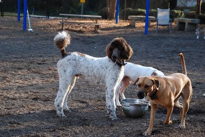 Dog with dogs in background