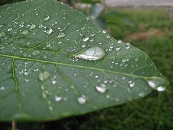 Close-up of raindrops on leaves