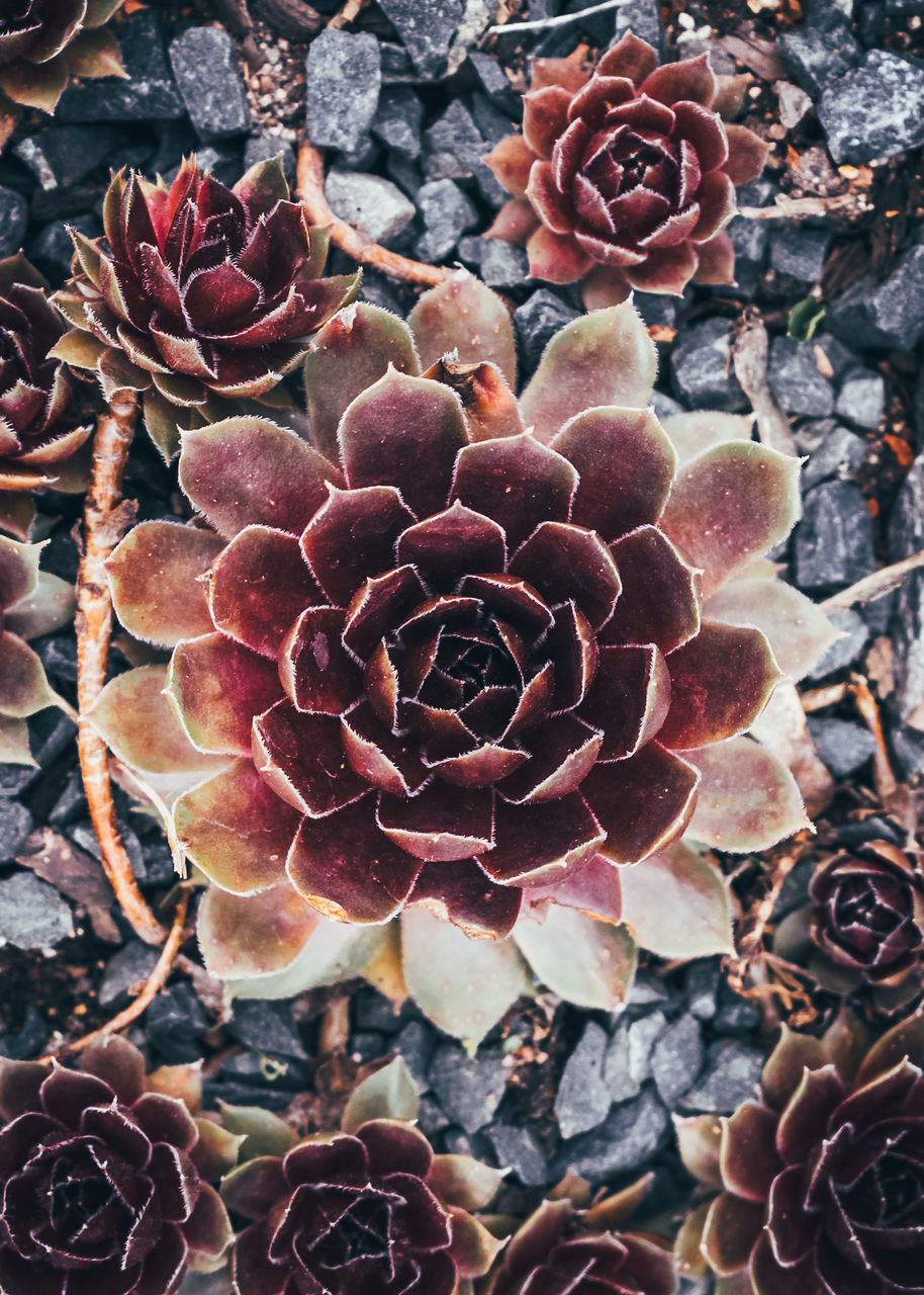 DIRECTLY ABOVE SHOT OF SUCCULENT PLANTS