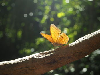 Close-up of butterfly on leaf against blurred background
