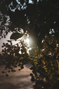 High angle view of trees growing against sky