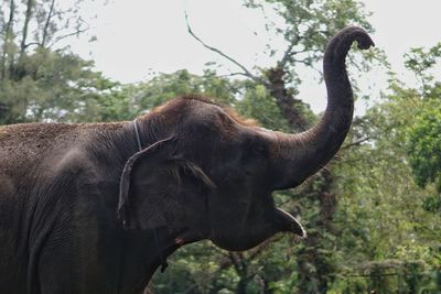 Side view of elephant bellowing