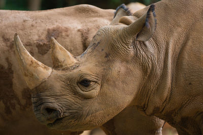 Close-up of rhinoceros