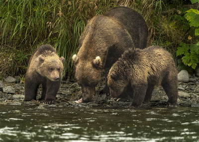View of sheep in water