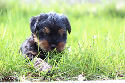 Portrait of puppy on field