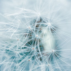 Close-up of dandelion on plant