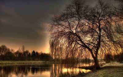 Bare trees by lake at sunset