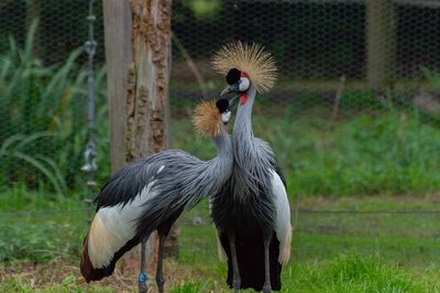 Close-up of birds on field