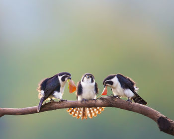 Birds perching on branch