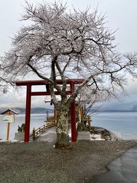 Trees on beach by sea against sky