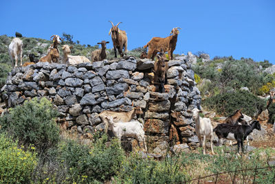 Goats on rocks and field against clear sky