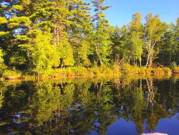 Reflection of trees in pond