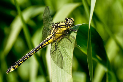 Close-up of insect on plant