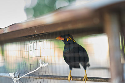 View of bird perching