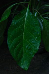 Close-up of leaf against black background