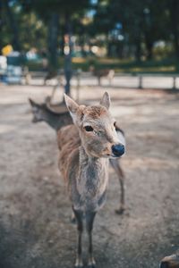 Portrait of deer on land