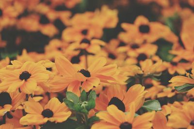 Close-up of bee pollinating on yellow flower