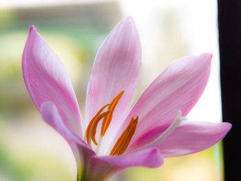 Close-up of pink crocus flower