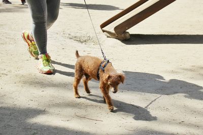 Low section of man with dog walking on sand