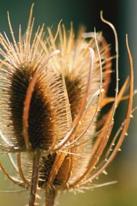 Close-up of dried plant