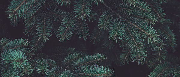 Banner with fir branches on dark copy space