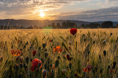 Scenic view of flowering plants on field against sky during sunset