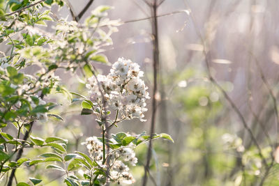 Close-up of white flowers blooming on tree