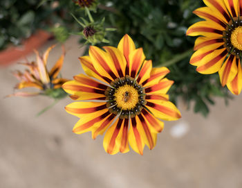 High angle view of orange flowering plant