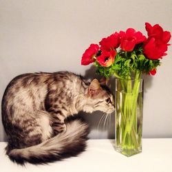 Cat looking at camera