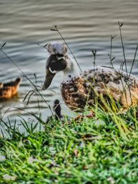 Close-up of bird in lake