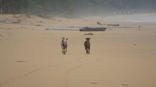 People walking on beach