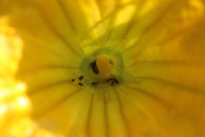 Macro shot of yellow flower