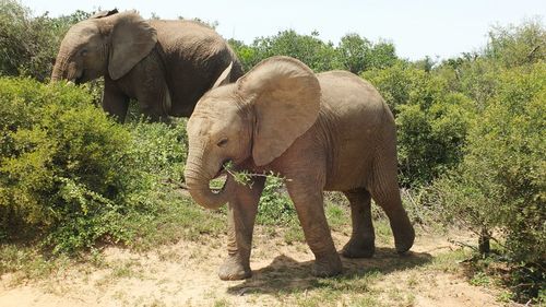 Elephant standing by trees on landscape against sky