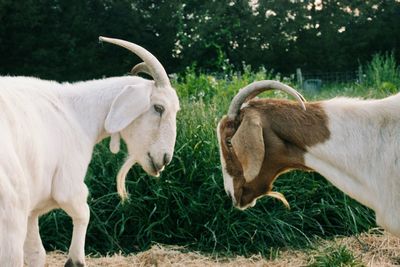Two goats on grassy field