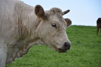 Close-up of cow on field