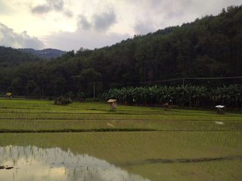 Scenic view of agricultural field against sky