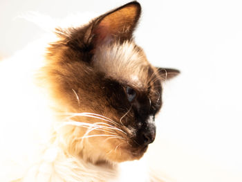 Close-up of a cat looking away