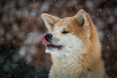 Close-up of akita dog in snow