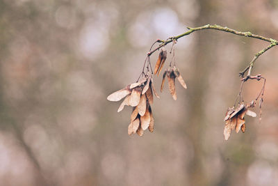 branch